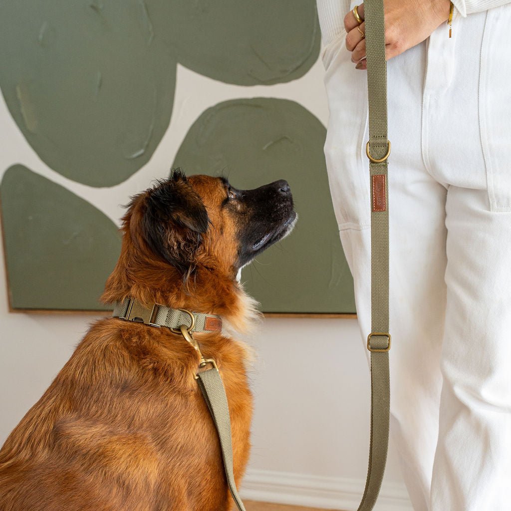 Tilley + Me Hemp Cotton Dog Collar – Durable, Adjustable, Soft – Joshua Tree