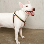 Le Classic Dog Harness