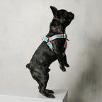 Le Classic Dog Harness