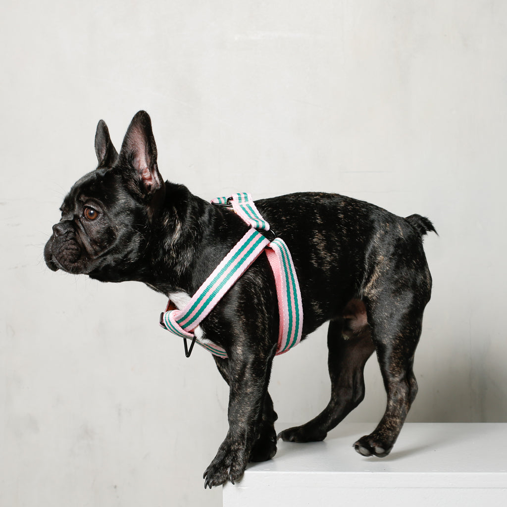 Le Classic Dog Harness