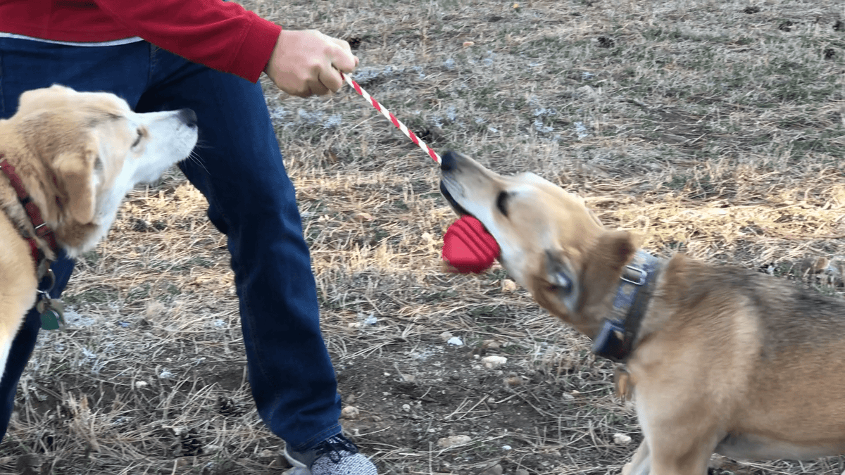 Heart on a String Dog Toy - Durable Rubber Tug Toy for Large Dogs | USA Made